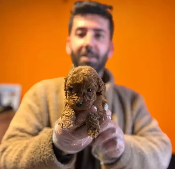 Sosyal Ortamın Yıldızı Mikro Karamel Toy Poodle