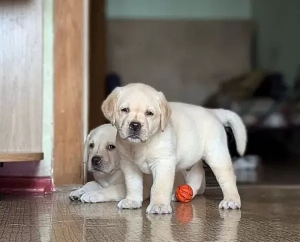 Ruhsatli Ciflikten Ozel Labrador Retriever Yavrular Istanbul