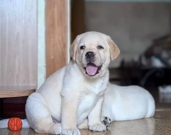 Ruhsatli Ciflikten Ozel Labrador Retriever Yavrular Istanbul
