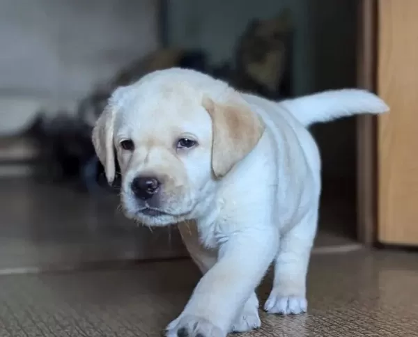 Ruhsatli Ciflikten Ozel Labrador Retriever Yavrular Istanbul