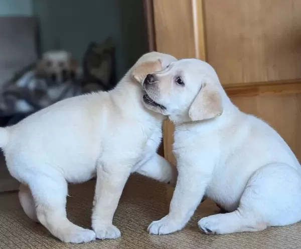 Ruhsatli Ciflikten Ozel Labrador Retriever Yavrular Istanbul