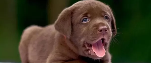 Ruhsatli Ciflikten Ozel Labrador Retriever Yavrular Istanbul