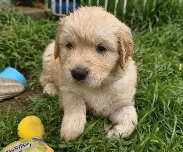 Sevgi Dolu Golden Retriever Dostlarınız
