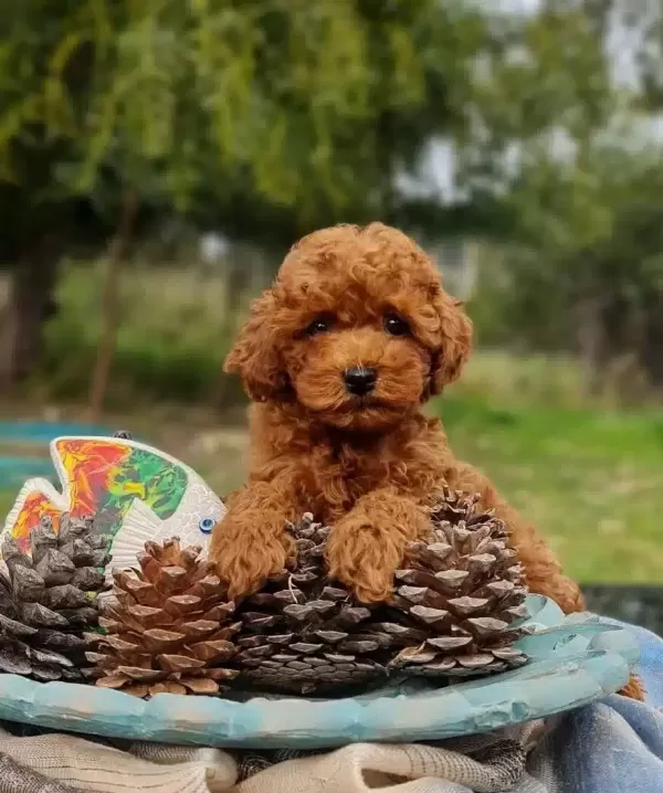 Orjinal Toy Poodle