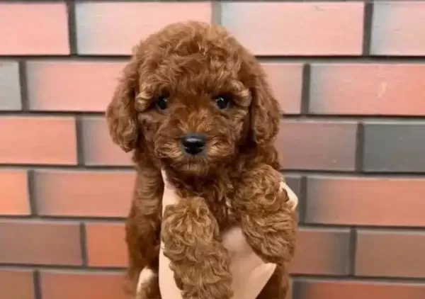 Karamel A Kalite Toypoodle