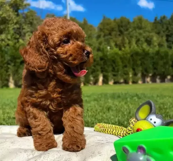 Sağlık Ve Irk Garantili toy Poodle Yavruları