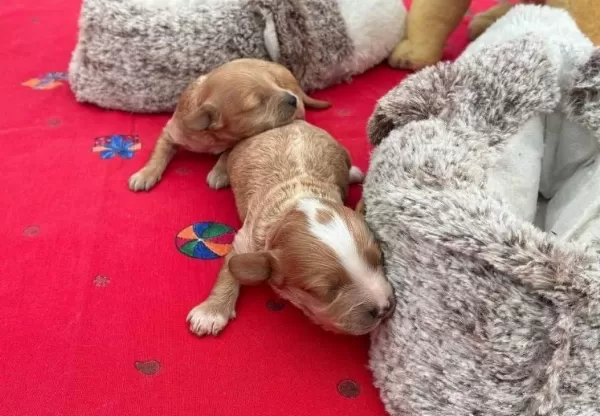 Izmir Den Toy Poodle Yavruları