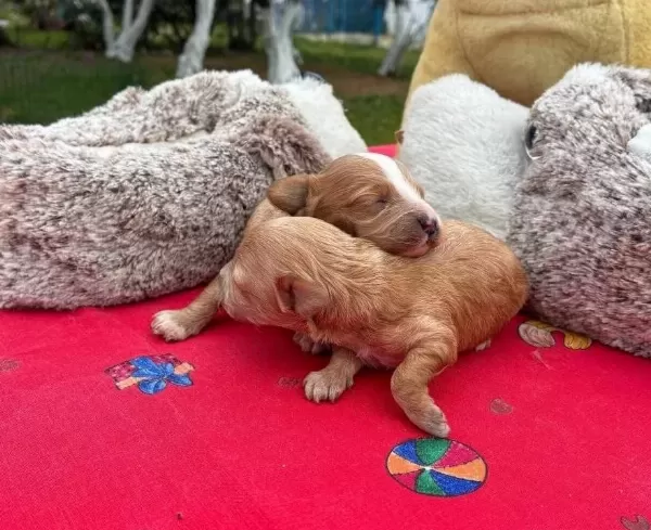Izmir Den Toy Poodle Yavruları
