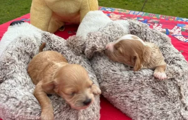 Izmir Den Toy Poodle Yavruları