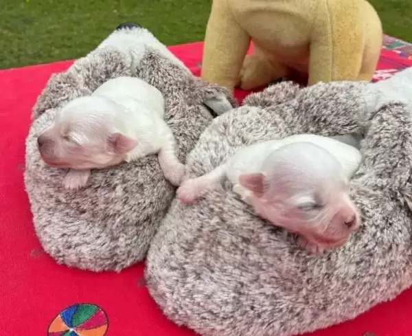Goz Kamaştıran Beyaz Maltese Terrier Prensesler