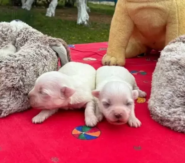 Goz Kamaştıran Beyaz Maltese Terrier Prensesler