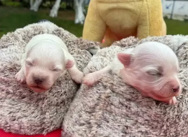 Goz Kamaştıran Beyaz Maltese Terrier Prensesler