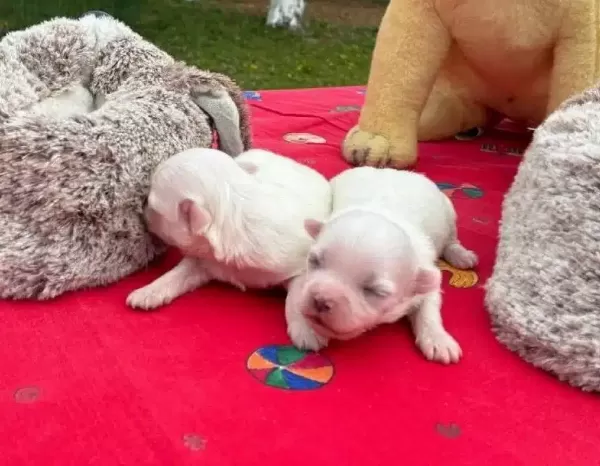 Goz Kamaştıran Beyaz Maltese Terrier Prensesler
