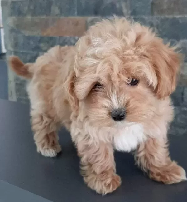Istanbul Cekmekoy Kıvırcık tüy Yapılı Maltipoo Yavrusu