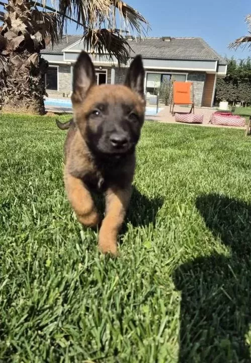 Muhteşem Malinois Yavruları