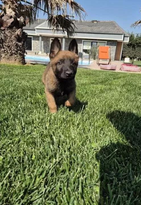 Muhteşem Malinois Yavruları