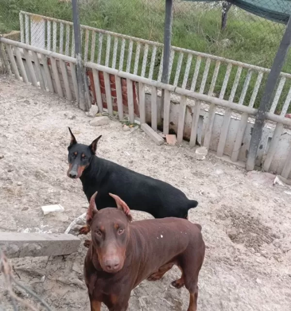 Genc Erkek Disi Korumacı Dobermanlar
