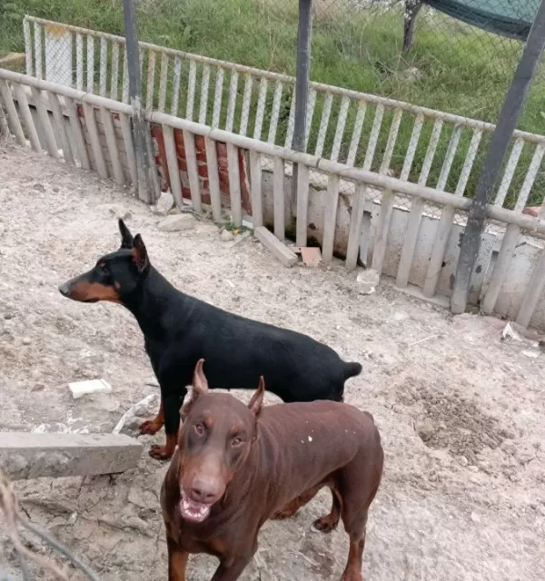 Genc Erkek Disi Korumacı Dobermanlar