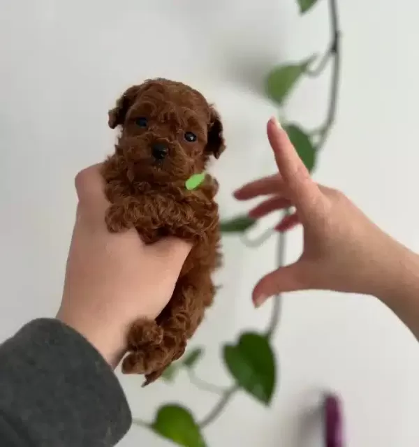 Avuc Icine Sıgan Kızıl Toy Poodle Yavrusu Gerçek Micro Boy