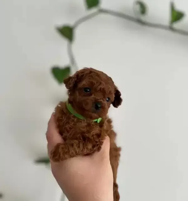 Avuc Icine Sıgan Kızıl Toy Poodle Yavrusu Gerçek Micro Boy