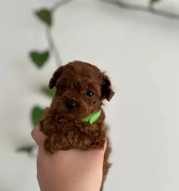 Avuc Icine Sıgan Kızıl Toy Poodle Yavrusu Gerçek Micro Boy