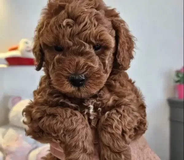 Cok Acil Poodle Yavruları Yuva Arıyor