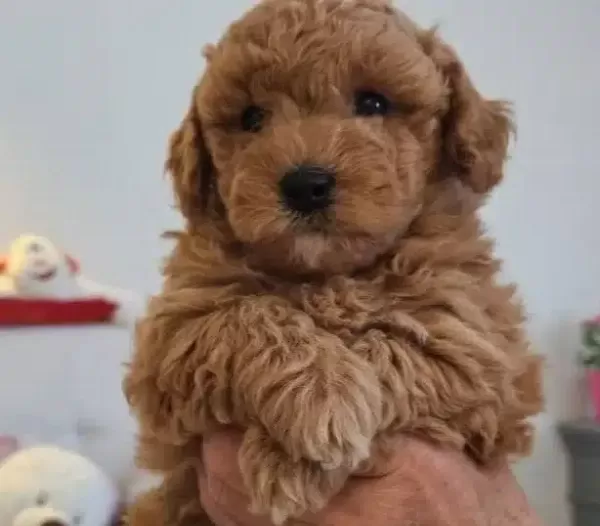 Cok Acil Poodle Yavruları Yuva Arıyor