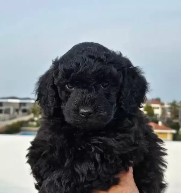 Cok Acil Poodle Yavruları Yuva Arıyor