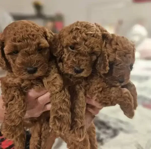 Cok Acil Toy Poodle Yavrular Yuva Araniyor