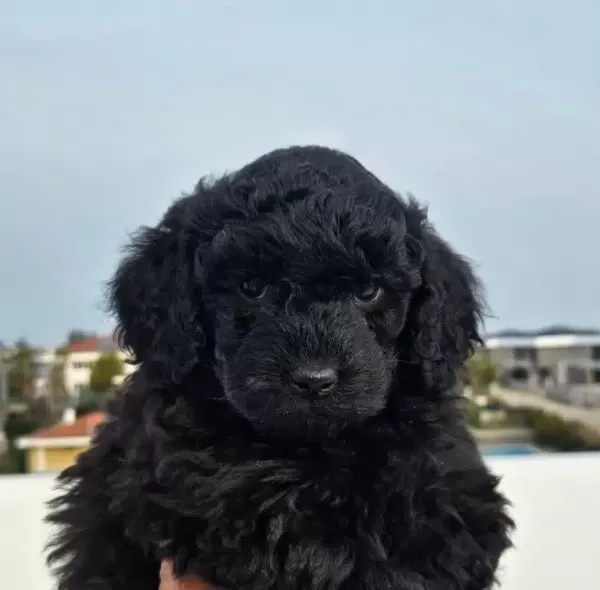 Cok Acil Toy Poodle Yavrular Yuva Araniyor