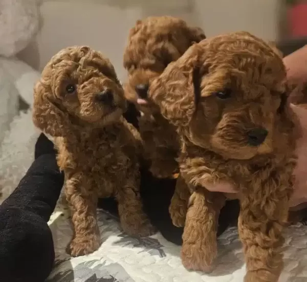 Cok Acil Toy Poodle Yavrular Yuva Araniyor