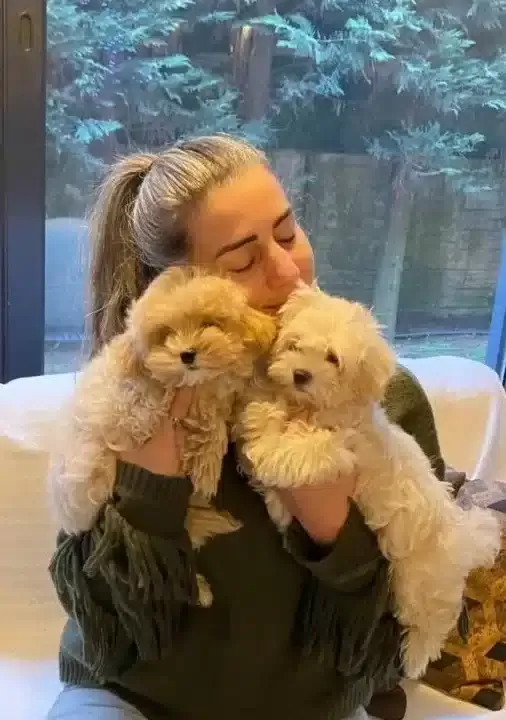 tüy Dokmeyen Yapısıyla Turkiyenin En Ozel Maltipoo