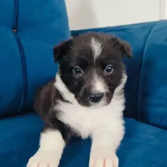 Zeki Ve Oyuncu Border Collie Yavrusu