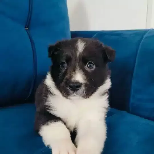 Zeki Ve Oyuncu Border Collie Yavrusu