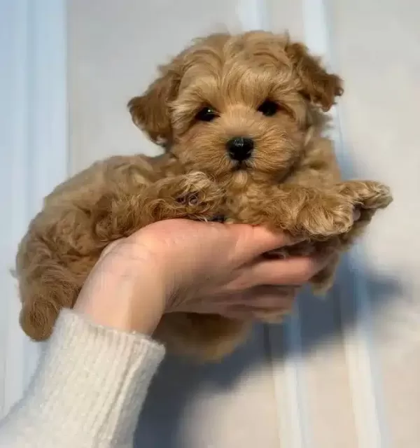 Kıvırcık tüy Yapılı Kahve Tonlu Maltipoo Yavruları