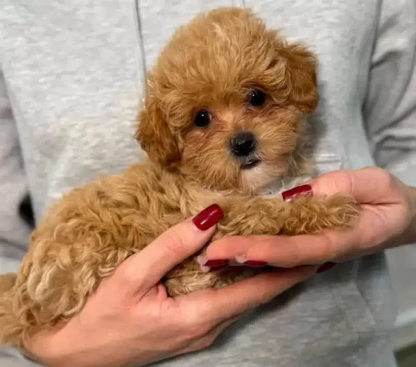 Kıvırcık tüy Yapılı Kahve Tonlu Maltipoo Yavruları