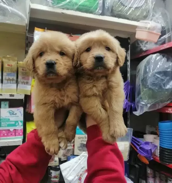 Essiz Guzellikte Saglıklı Golden Retriever Yavruları