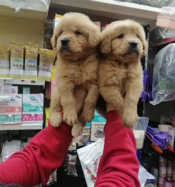 Essiz Guzellikte Saglıklı Golden Retriever Yavruları