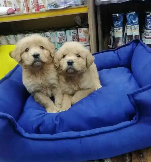 Essiz Guzellikte Saglıklı Golden Retriever Yavruları