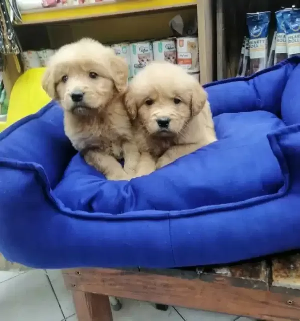 Essiz Guzellikte Saglıklı Golden Retriever Yavruları
