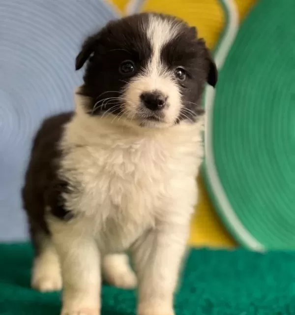 Zekasıyla Buyuleyen Siyah Beyaz Border Collie Yavruları
