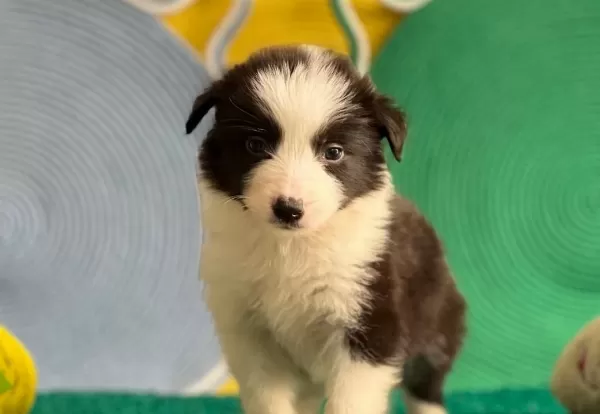 Zekasıyla Buyuleyen Siyah Beyaz Border Collie Yavruları