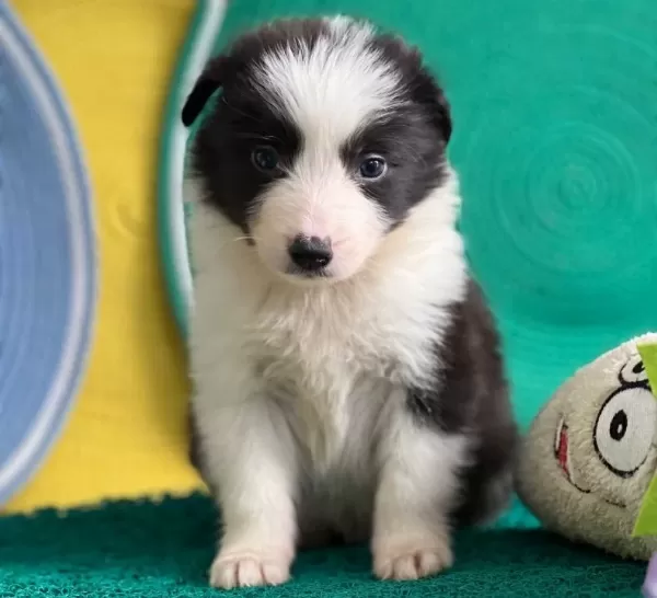 Zekasıyla Buyuleyen Siyah Beyaz Border Collie Yavruları