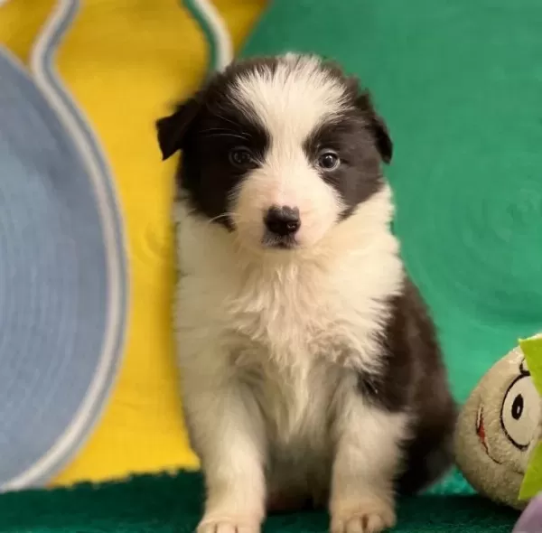 Zekasıyla Buyuleyen Siyah Beyaz Border Collie Yavruları