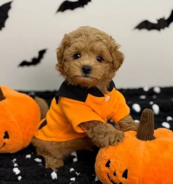 Kahve Tonlu Maltipoo Yavrularımız Oyuncak Degil