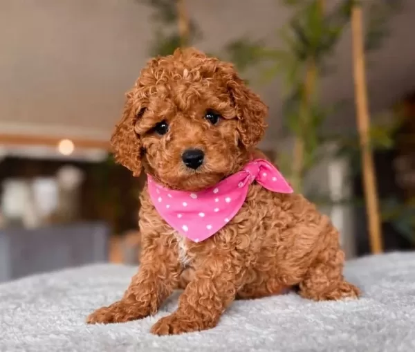 Kahve Tonlu Maltipoo Yavrularımız Oyuncak Degil