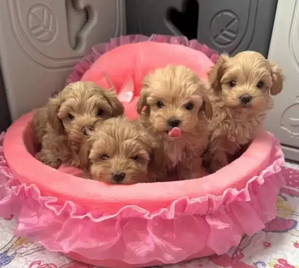 Muhteşem Maltipoo Yavrular