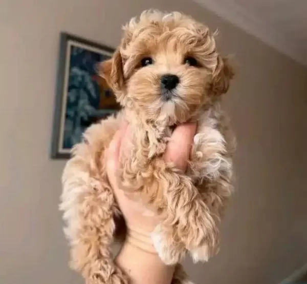 Muhteşem Maltipoo Yavrular