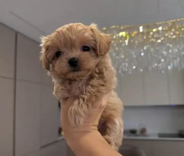 Muhteşem Maltipoo Yavrular