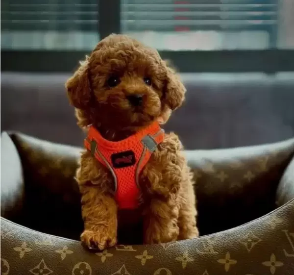 Magazamızdan Teslim Red Toypoodle Disi Ve Erkek Yavrularımız